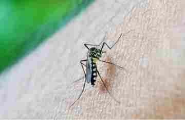  OMS: dengue é indicador da relação mudanças climáticas e arboviroses 